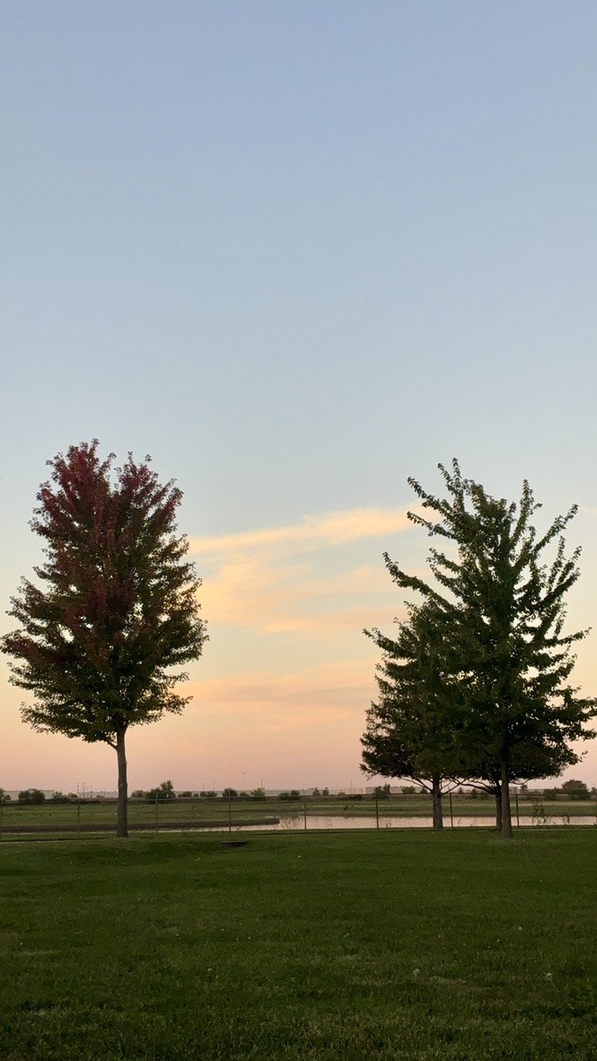 Trees at sunset by the lake